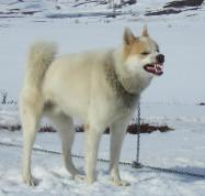 dukke Gentleman fiber Grønlandsk slædehund